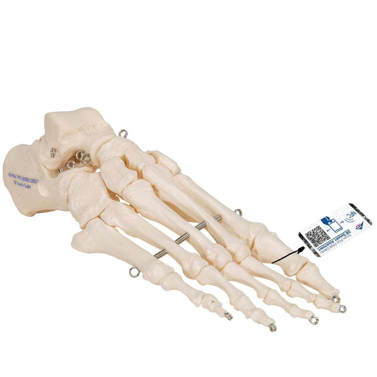 3b-scientific-fu-skelett-modell-auf-draht-mit-3b-smart-anatomy-app-anatomie-fu image 1