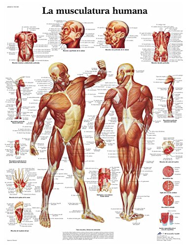 3b-scientific-menschliche-muskulatur-laminierte-anatomietafel-50x67-cm image 3