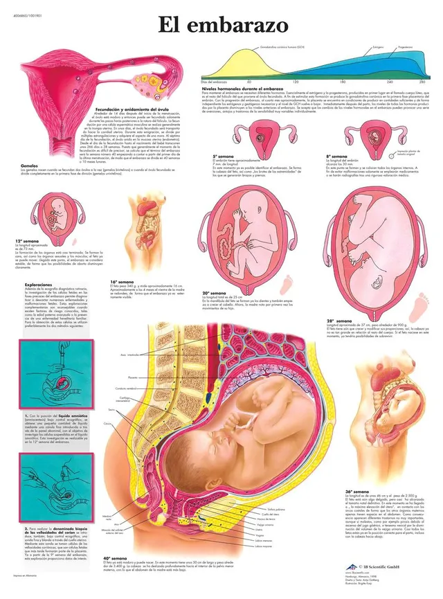 3b-scientific-lehrtafel-el-embarazo-anatomie-poster-spanisch-50x67cm image 1