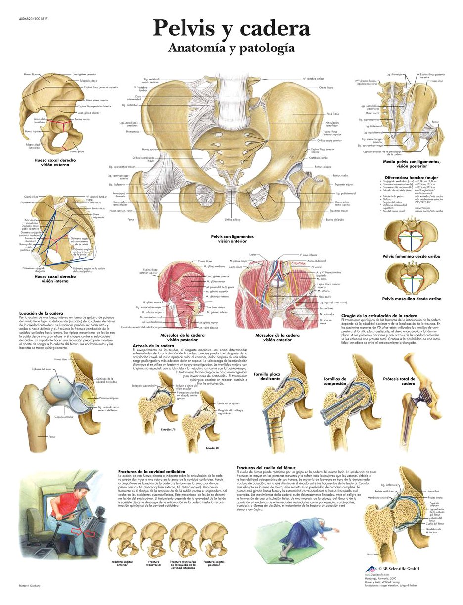 3b-scientific-lehrtafel-h-fte-anatomie-und-pathologie-vr3172uu-poster-50x67-cm image 2
