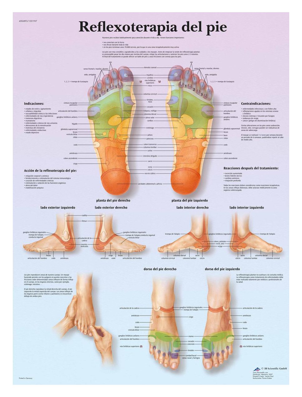 3b-scientific-anatomietafel-fu-reflexzonen-spanisch-papierposter-50-x-67-cm image 2