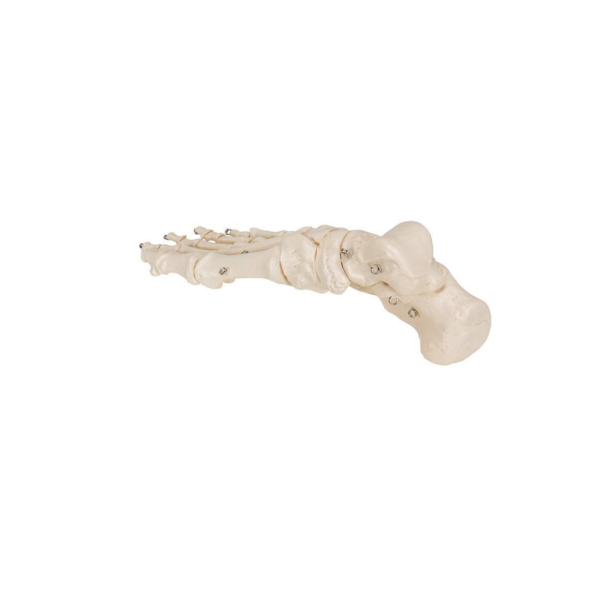 3b-scientific-fu-skelett-modell-auf-draht-mit-3b-smart-anatomy-app-anatomie-fu image 7