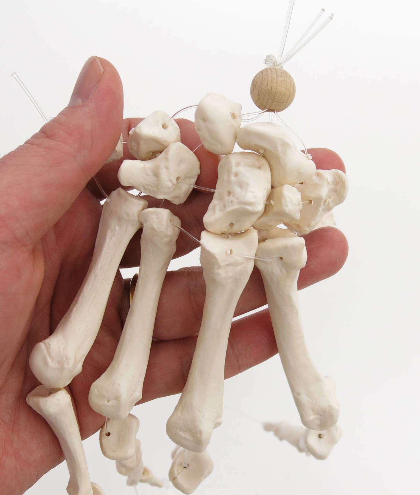 3b-scientific-a40-2-handskelett-modell-mit-3b-smart-anatomy-app image 2