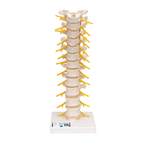 3b-scientific-halswirbels-ulenmodell-beweglich-auf-stativ-smart-anatomy-app image 6