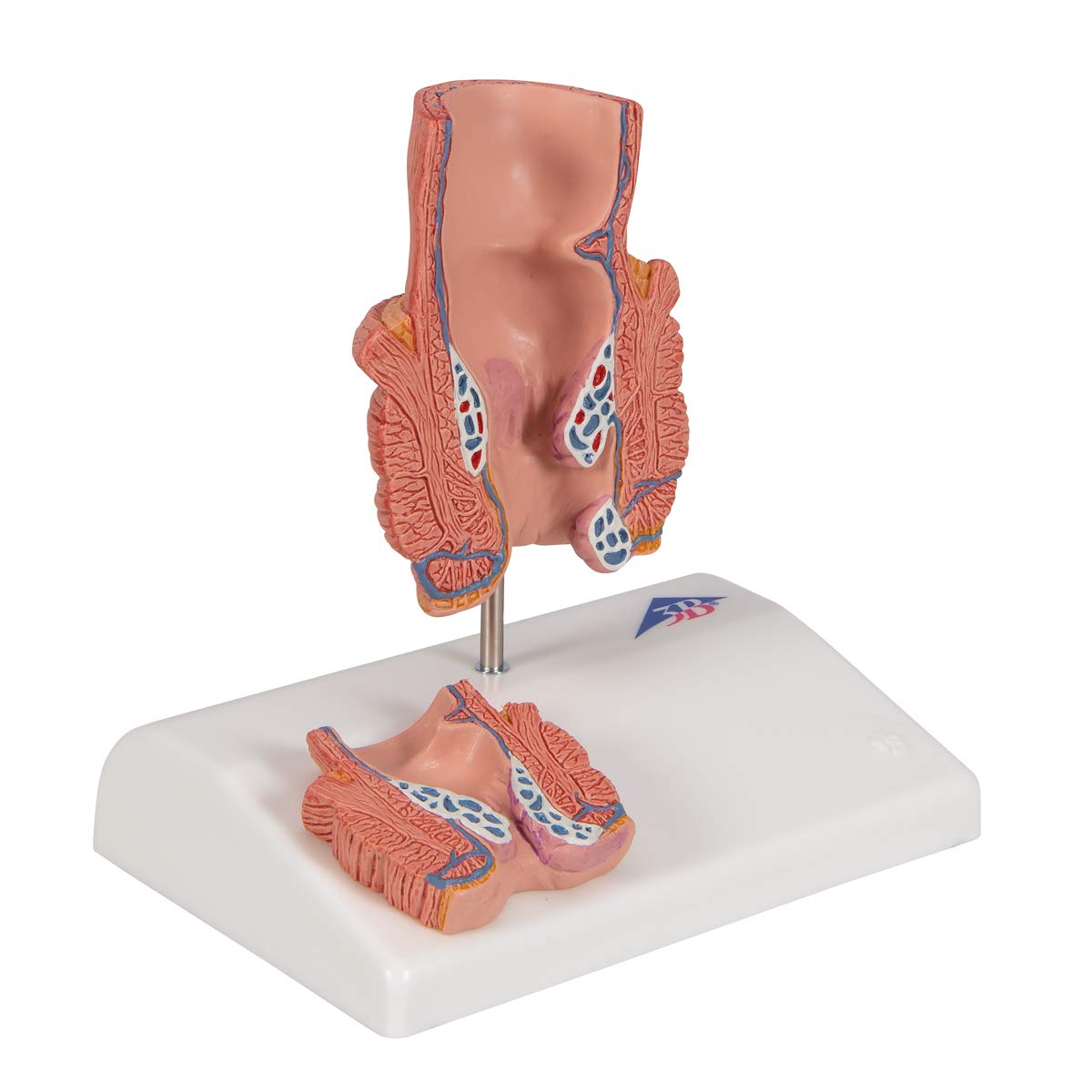 3b-scientific-h-morrhoidenmodell-enddarm-frontalschnitt-3b-smart-anatomy-app image 2