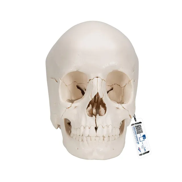 3b-scientific-a290-beauchene-erwachsenen-sch-del-22-teilig-knochenfarben-3b-smar image 1