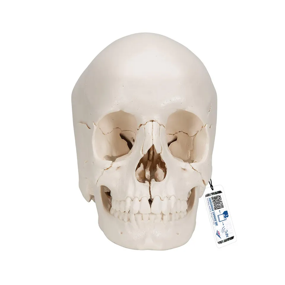 3b-scientific-a290-beauchene-erwachsenen-sch-del-22-teilig-knochenfarben-3b-smar image 1