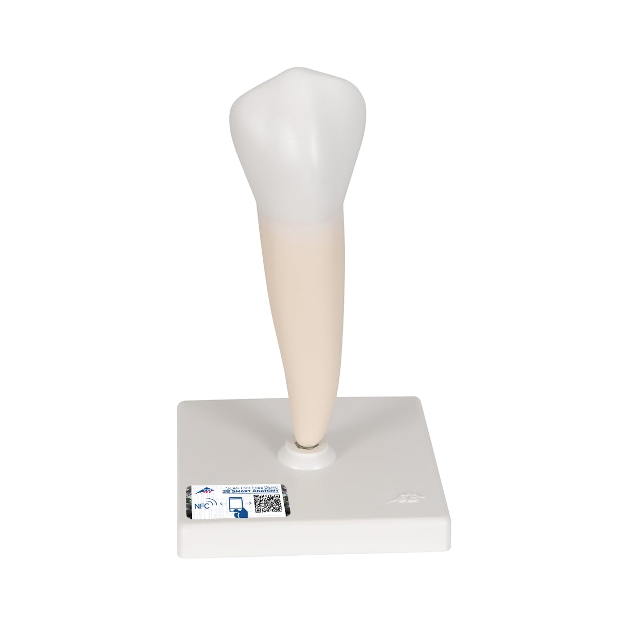 3b-scientific-unterer-einwurzeliger-pr-molar-zahnmodell-auf-stativ-3b-smart-anat image 1
