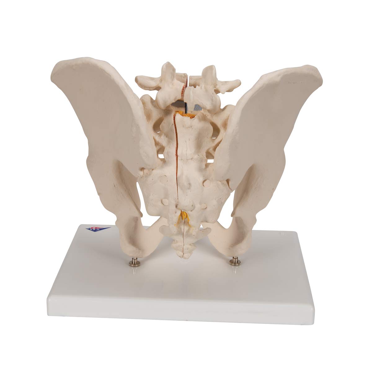 3b-scientific-m-nnliches-becken-modell-3-teilig-3b-smart-anatomy-app image 4