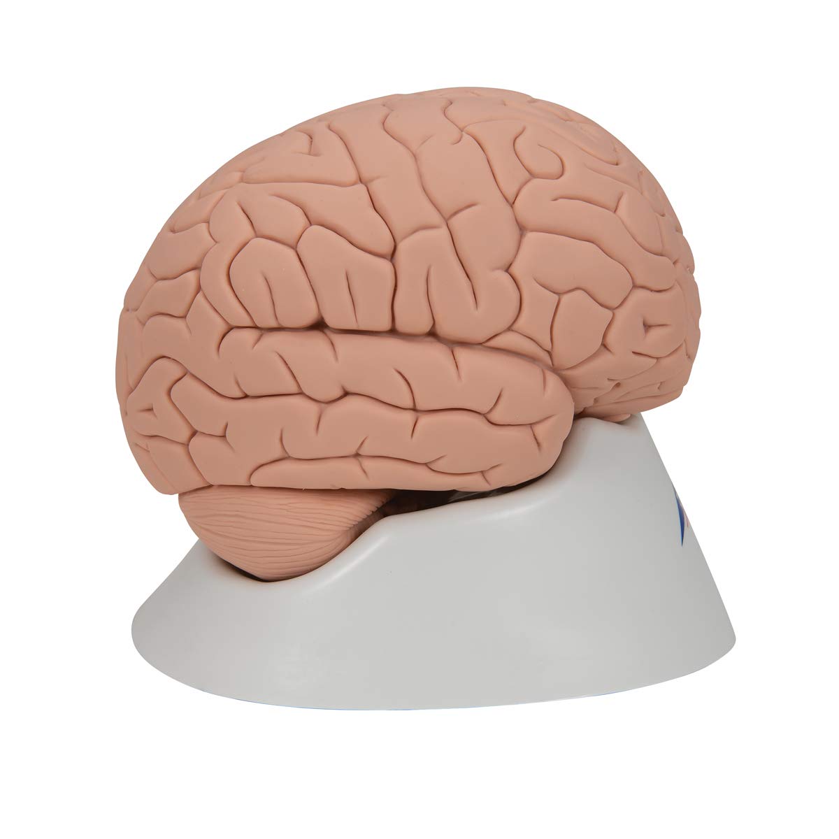 3b-scientific-c15-1-einf-hrungsmodell-des-gehirns-2-teilig-lebensgro-mit-sockel- image 3