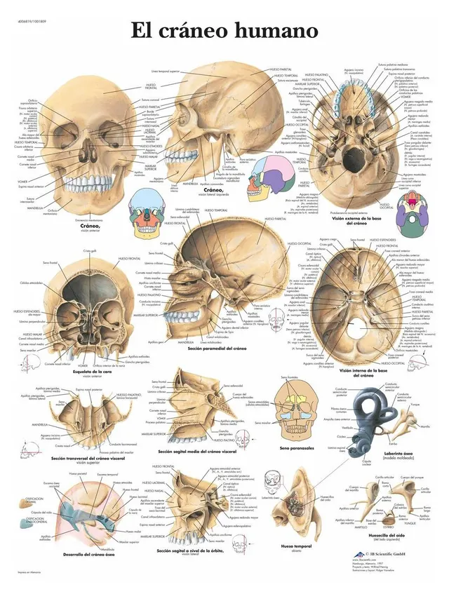 3b-scientific-vr3131l-anatomisches-poster-menschlicher-sch-del-laminiert-50x67-c image 1