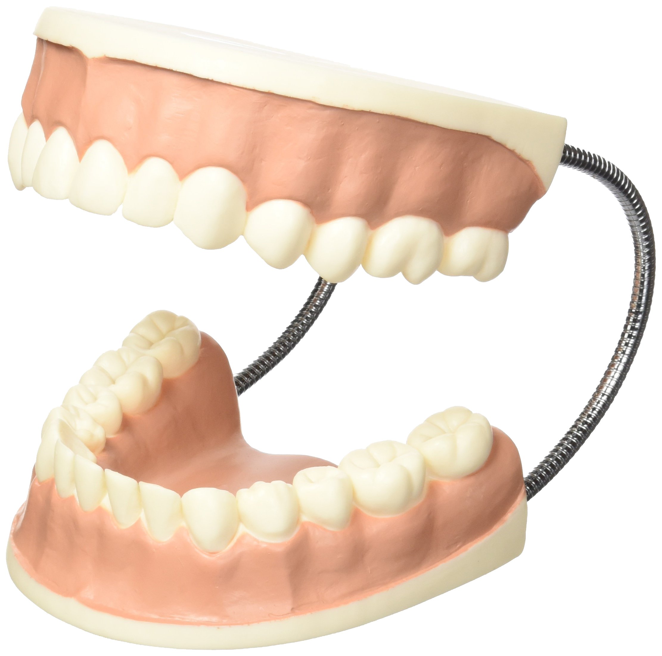 3b-scientific-riesen-zahnmodell-3-fach-vergr-ert-mit-zahnb-rste-smart-anatomy-ap image 2