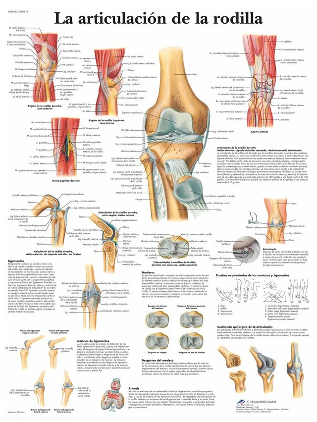3b-scientific-lehrtafel-kniegelenk-anatomieposter-papier-50-x-67-cm image 1