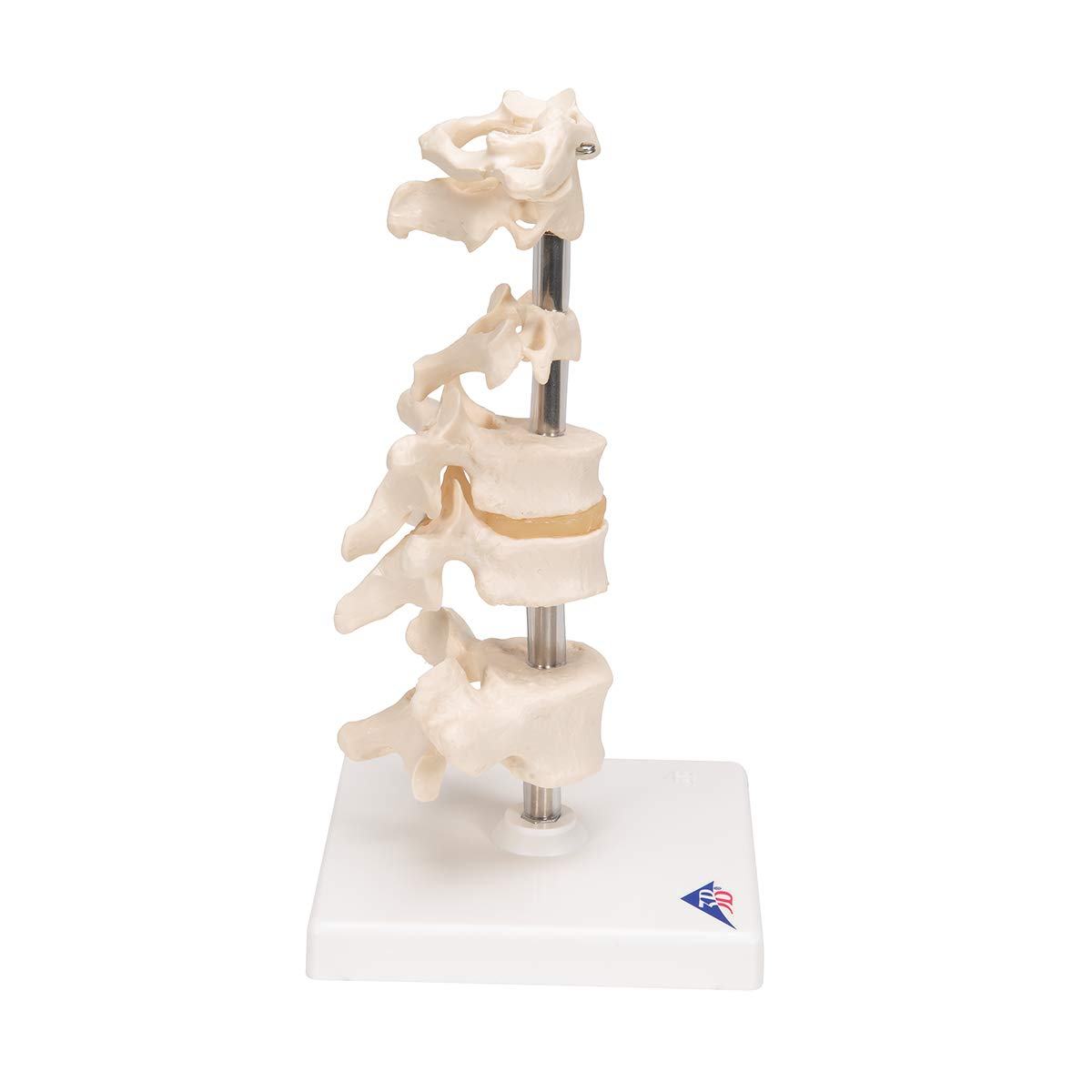 3b-scientific-6-modellwirbel-auf-stativ-22-cm-smart-anatomy-app image 3