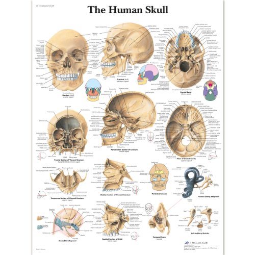 3b-scientific-menschlicher-sch-del-tafel-laminiertes-anatomieposter-50x67-cm image 3