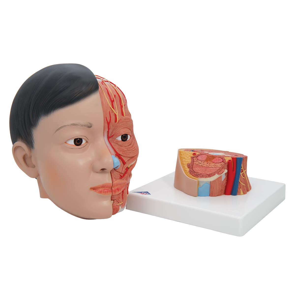 3b-scientific-kopfmodell-asiatisch-mit-hals-4-teilig-lebensgro-mit-gehirn image 5