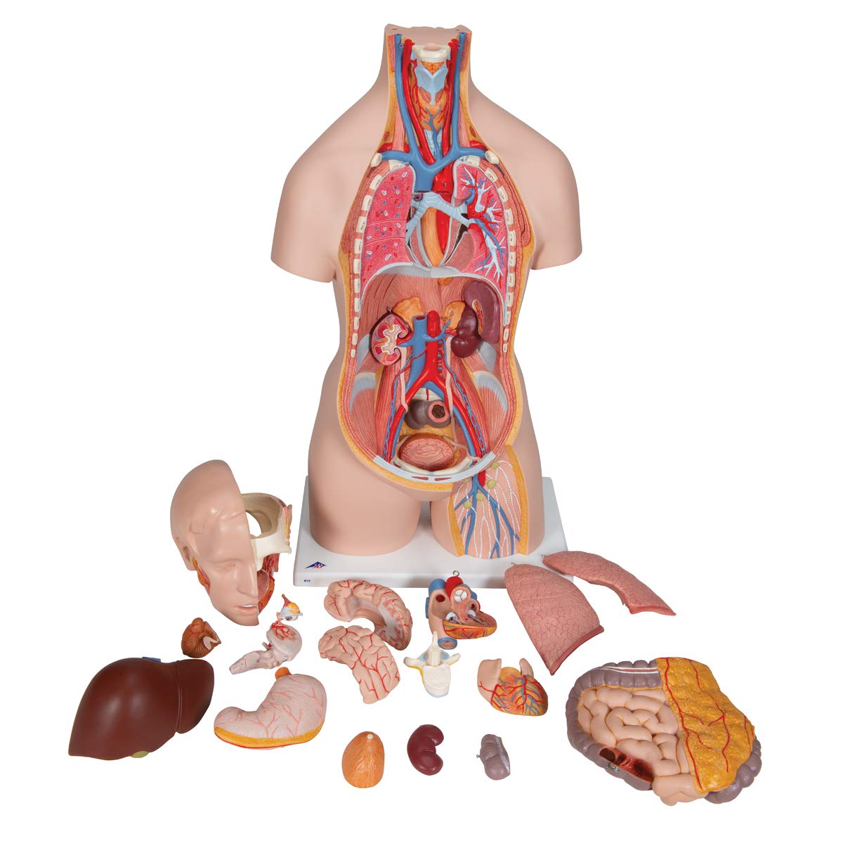 3b-scientific-classic-torso-modell-geschlechtsneutral-18-teilig-mit-offenem-nack image 3