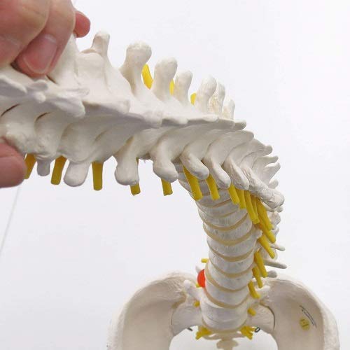 3b-scientific-flexibles-wirbels-ulenmodell-klassik-mit-weiblichem-becken-pvc-sma image 5