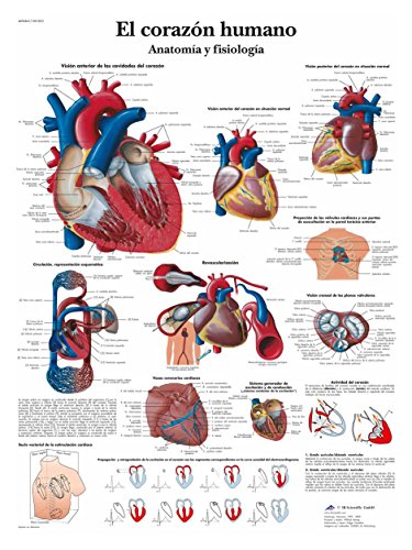 3b-scientific-lehrtafel-das-menschliche-herz-anatomie-poster-50-x-67-cm image 4