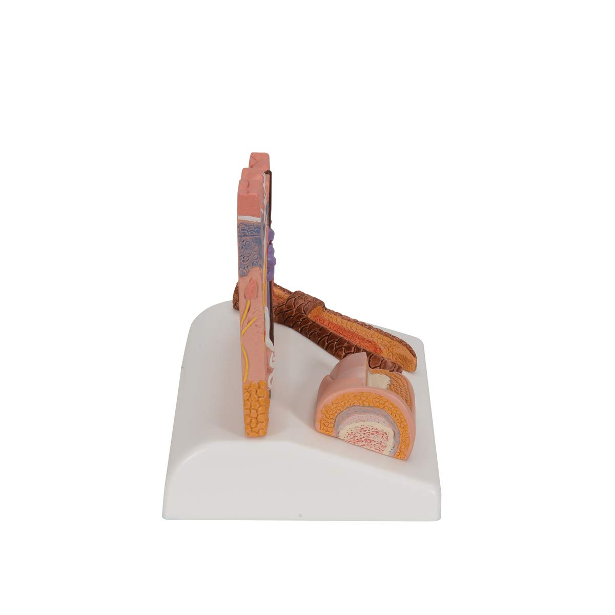 3b-scientific-nierenmodell-serie-l-ngsschnitt-nephron-niere-mit-blutgef-en-und-n image 3