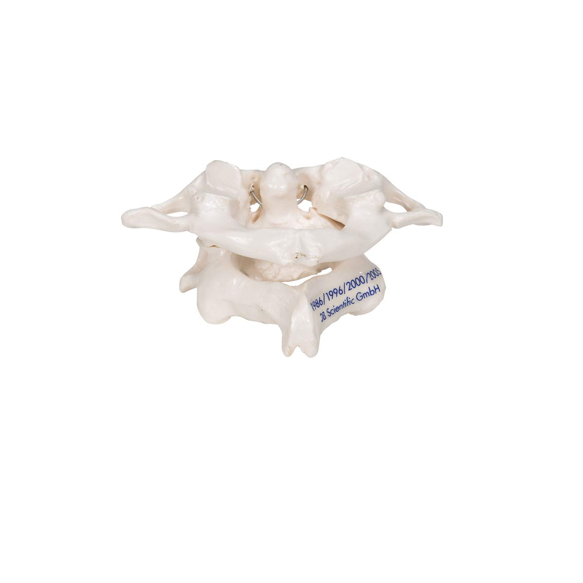 3b-scientific-atlas-und-axis-a71-montiert-halswirbel-modell-mit-smart-anatomy-ap image 4