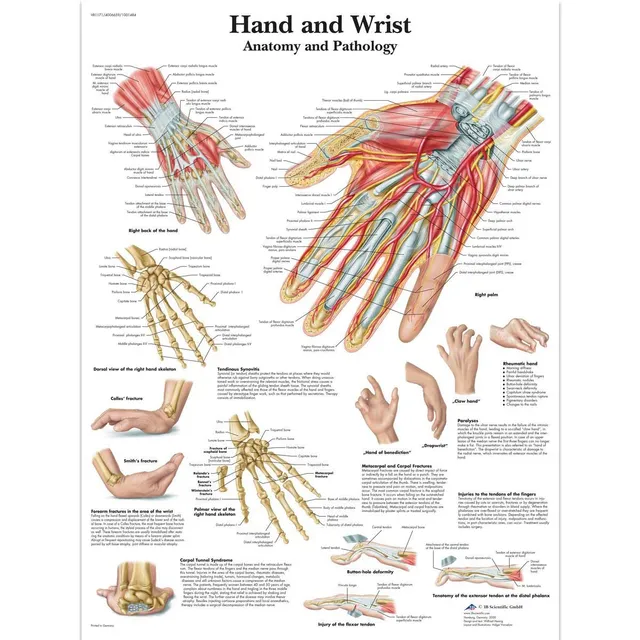 3b-scientific-vr1171uu-hand-und-handgelenk-anatomie-poster-papier-50-8x63-5-cm image 1