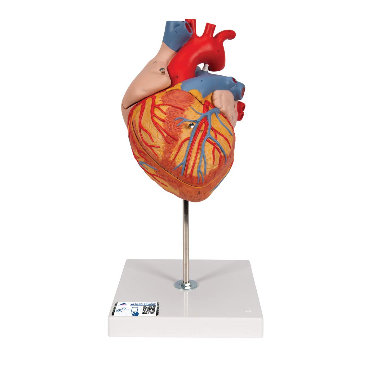 3b-scientific-herzmodell-2-fache-lebensgr-e-4-teilig-mit-smart-anatomy-app image 1