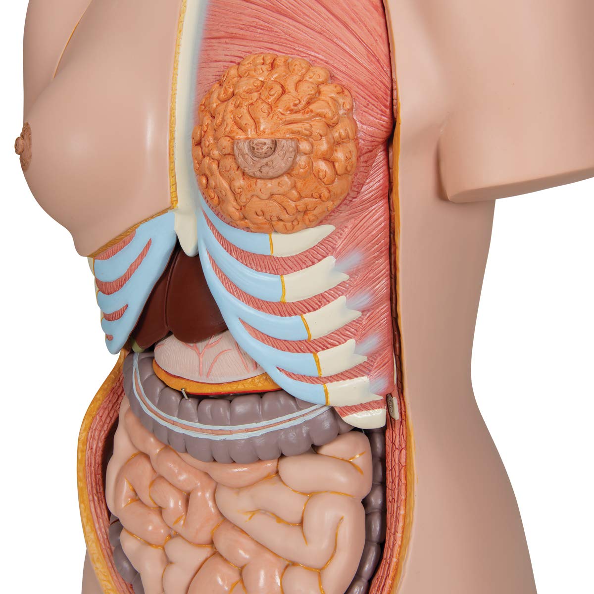 3b-scientific-deluxe-torso-zweigeschlechtlich-24-teilig-anatomiemodell image 4