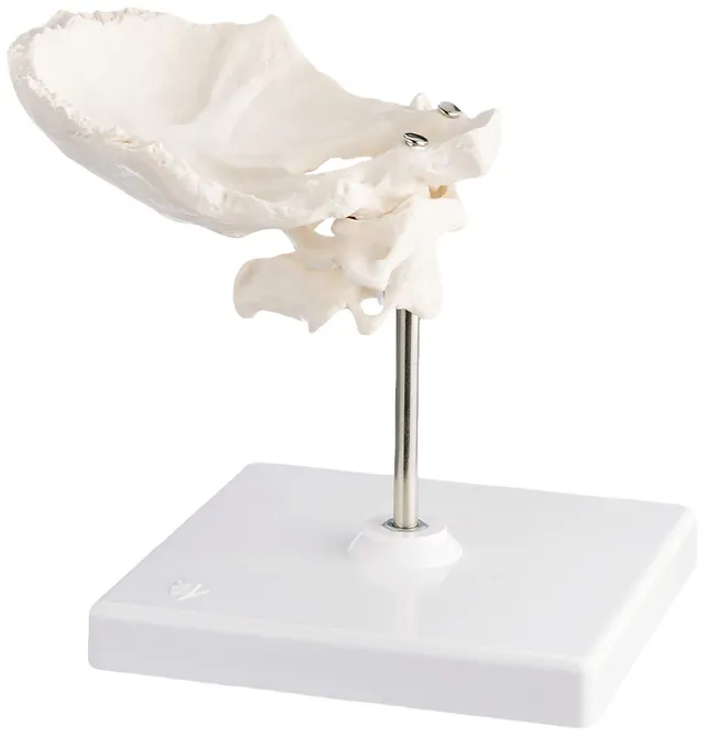 3b-scientific-atlas-und-axis-mit-hinterhauptschuppe-0-3-kg-smart-anatomy-app image 1