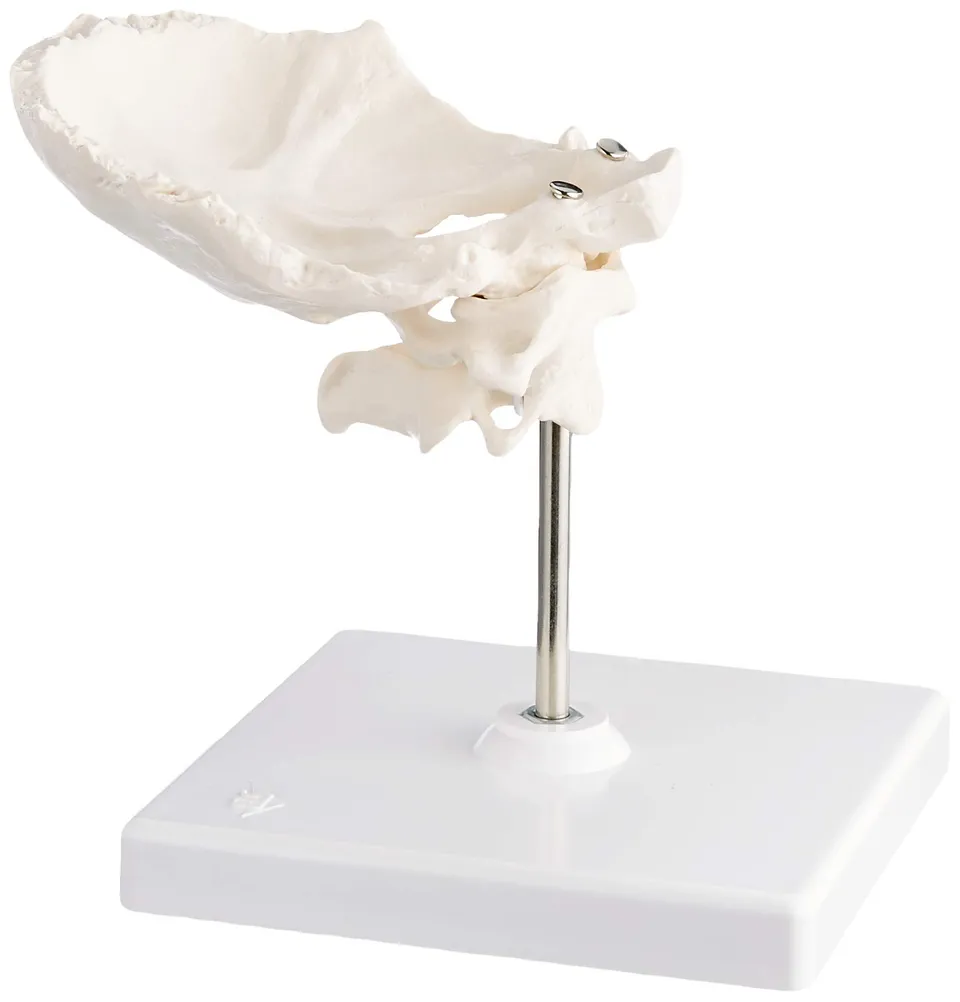 3b-scientific-atlas-und-axis-mit-hinterhauptschuppe-0-3-kg-smart-anatomy-app image 1