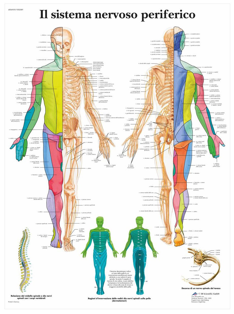 3b-scientific-peripheres-nervensystem-laminierte-anatomietafel image 2