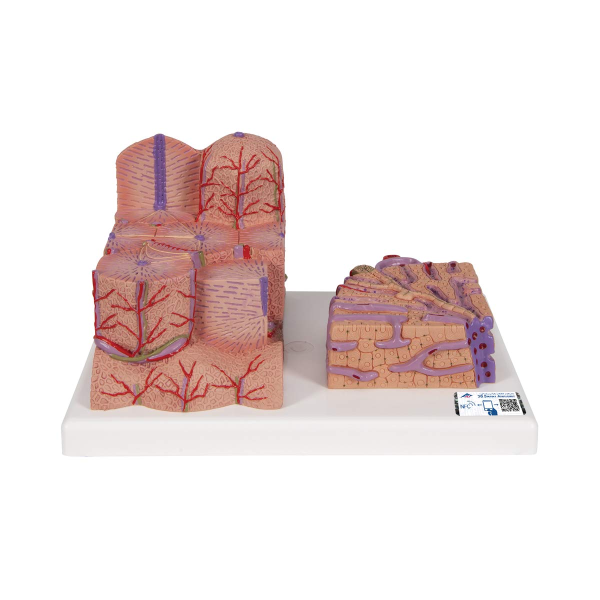 3b-scientific-microanatomy-leber-modell-60-fach-und-200-fach image 1