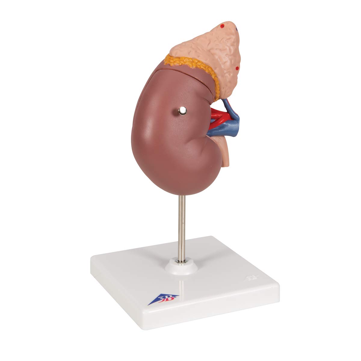 3b-scientific-k12-nierenmodell-mit-nebenniere-und-stativ-3b-smart-anatomy-app image 2
