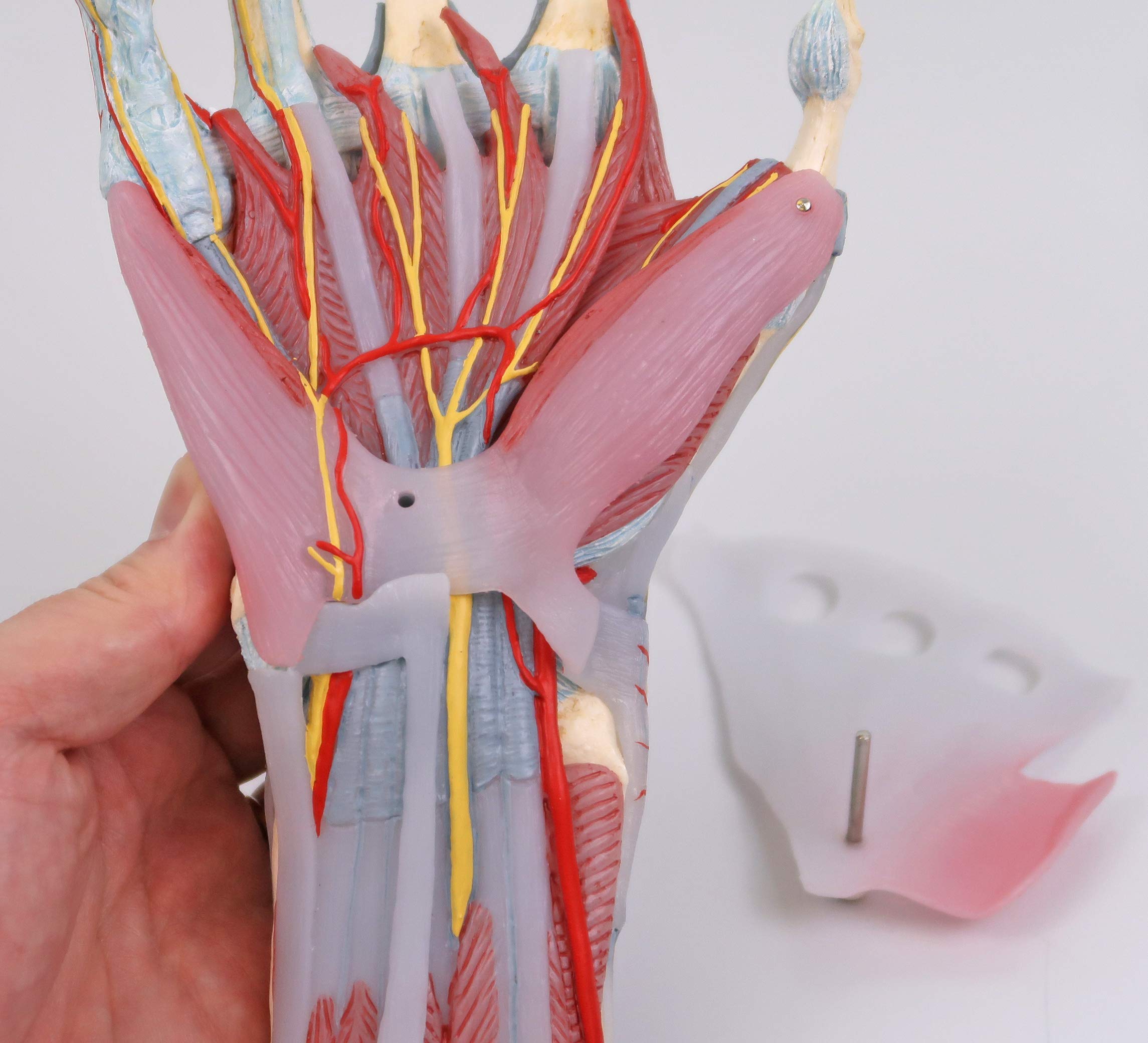 3b-scientific-m33-1-hand-skelett-modell-mit-b-ndern-und-muskeln-3b-smart-anatomy image 4