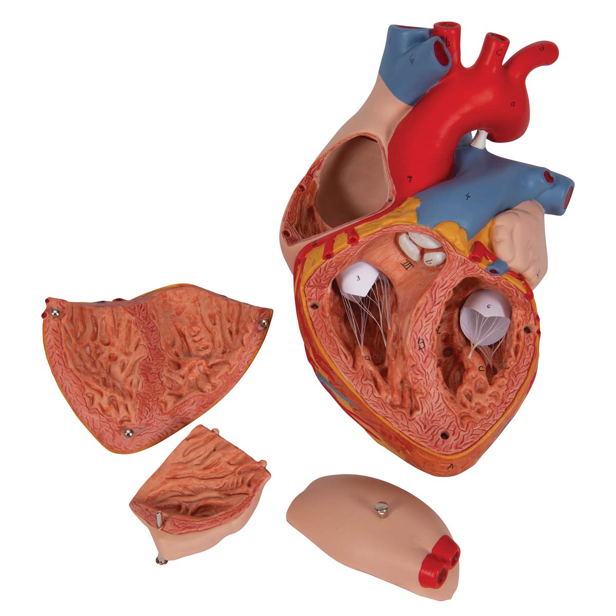 3b-scientific-herzmodell-2-fache-lebensgr-e-4-teilig-mit-smart-anatomy-app image 7