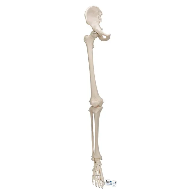3b-scientific-3b-smart-anatomy-bein-skelett-mit-h-ftknochen-ar-app image 1