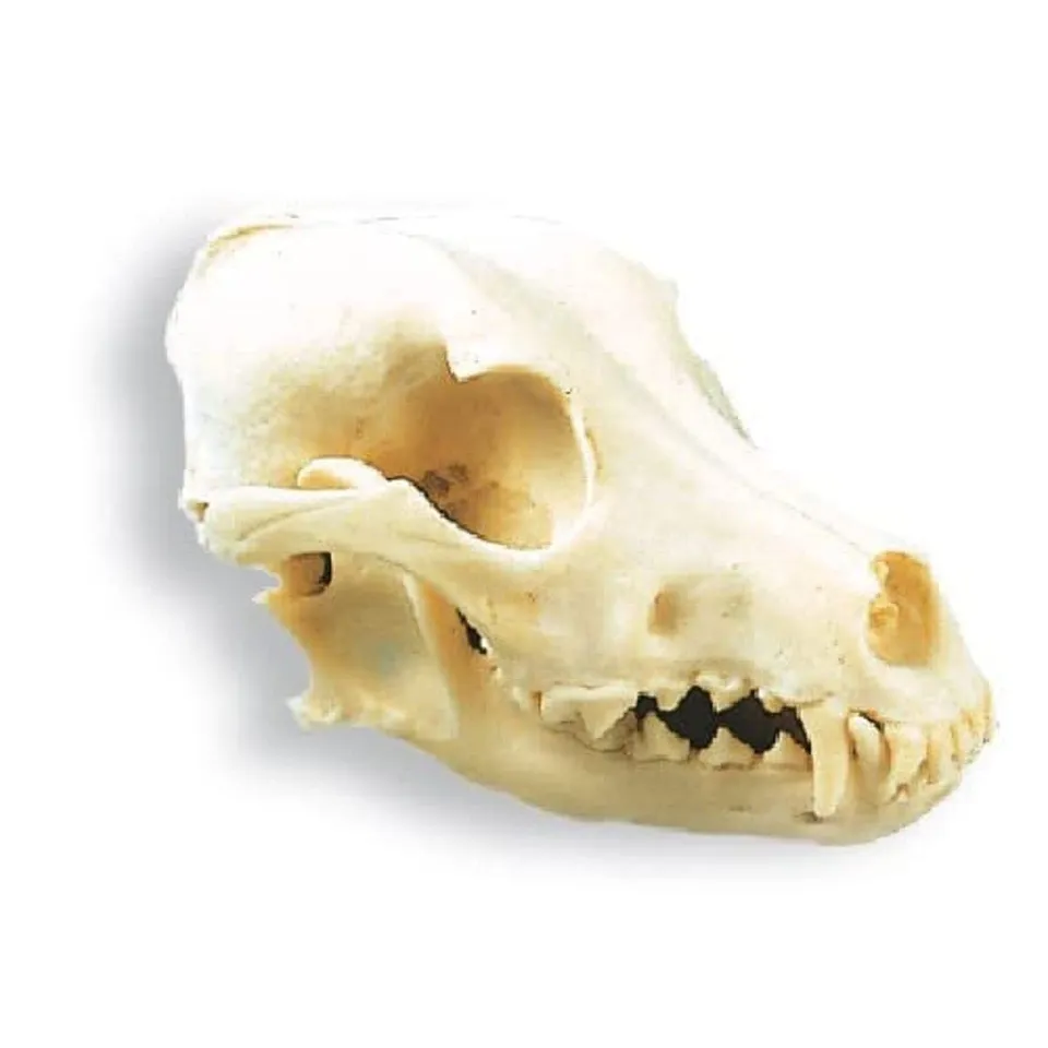 3b-scientific-hundesch-del-canis-lupus-familiaris-replikat-mittelgro image 1