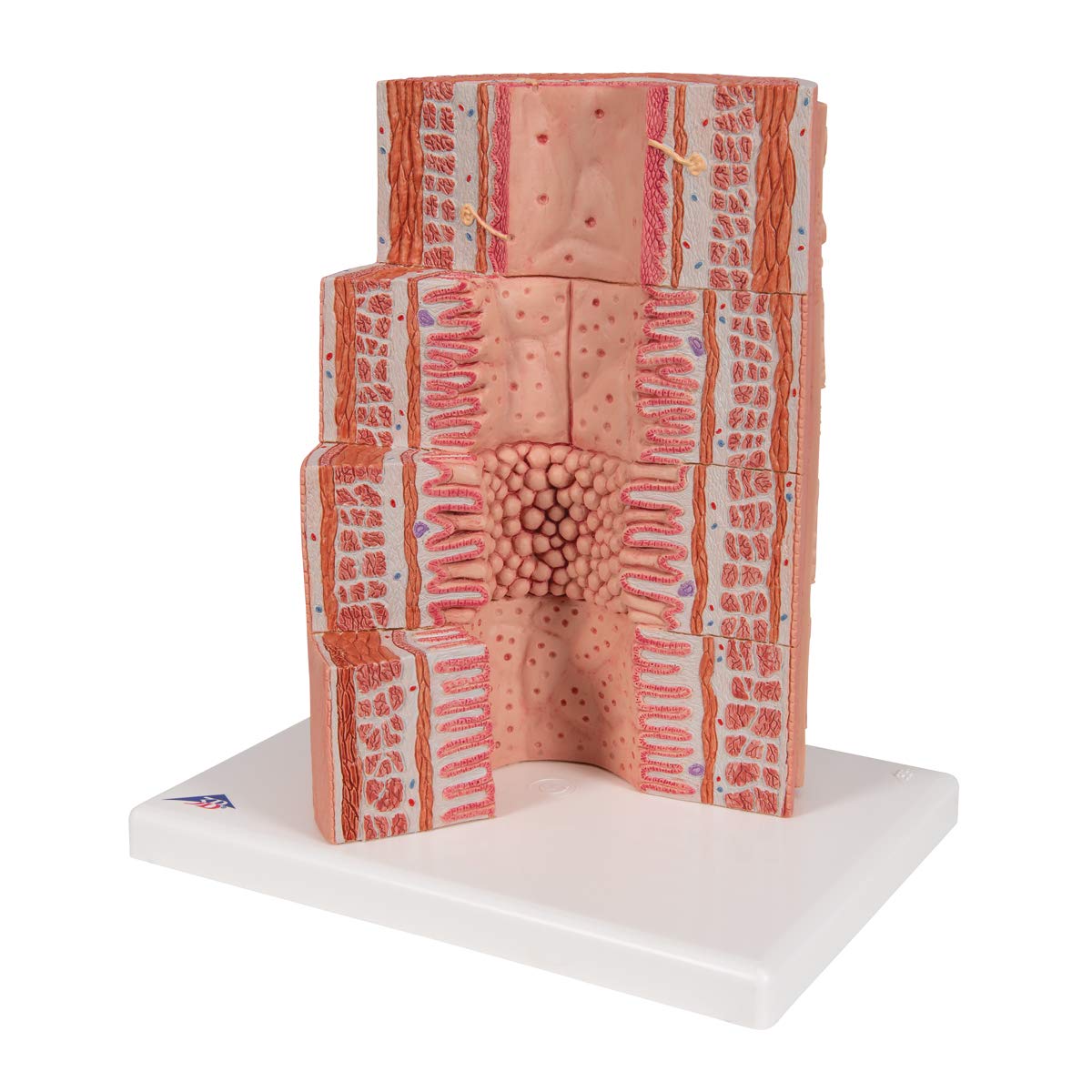 3b-scientific-microanatomy-verdauungstrakt-modell-20-fache-vergr-erung image 2