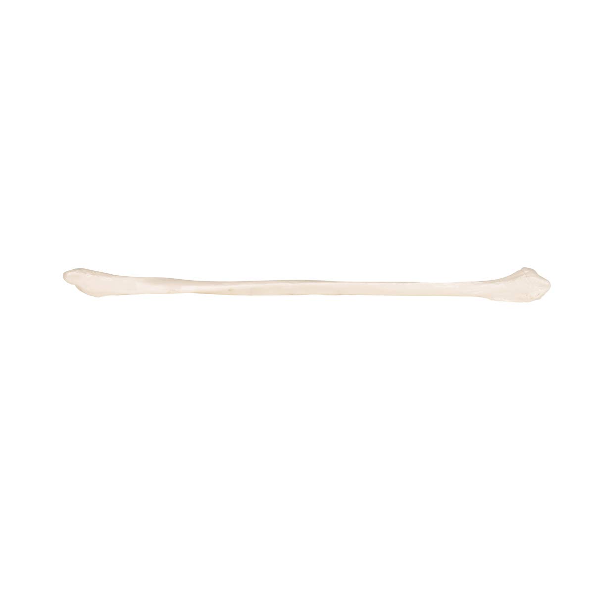 3b-scientific-wadenbein-knochenmodell-in-naturgr-e-mit-3b-smart-anatomy-app image 6