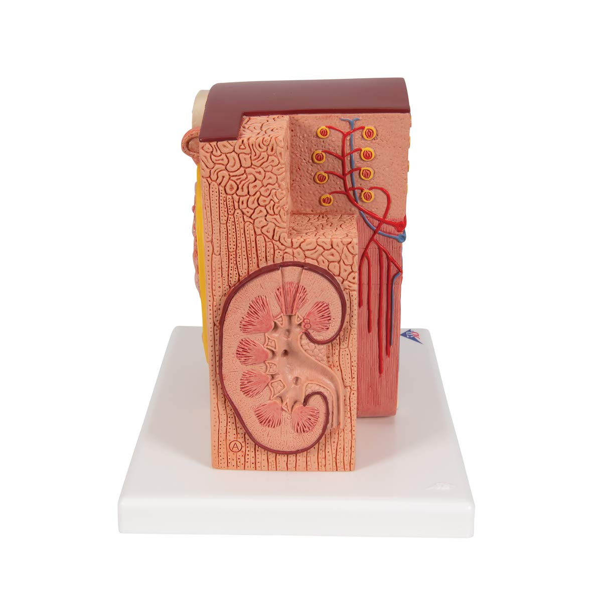 3b-scientific-microanatomy-niere-anatomiemodell-mit-app image 3