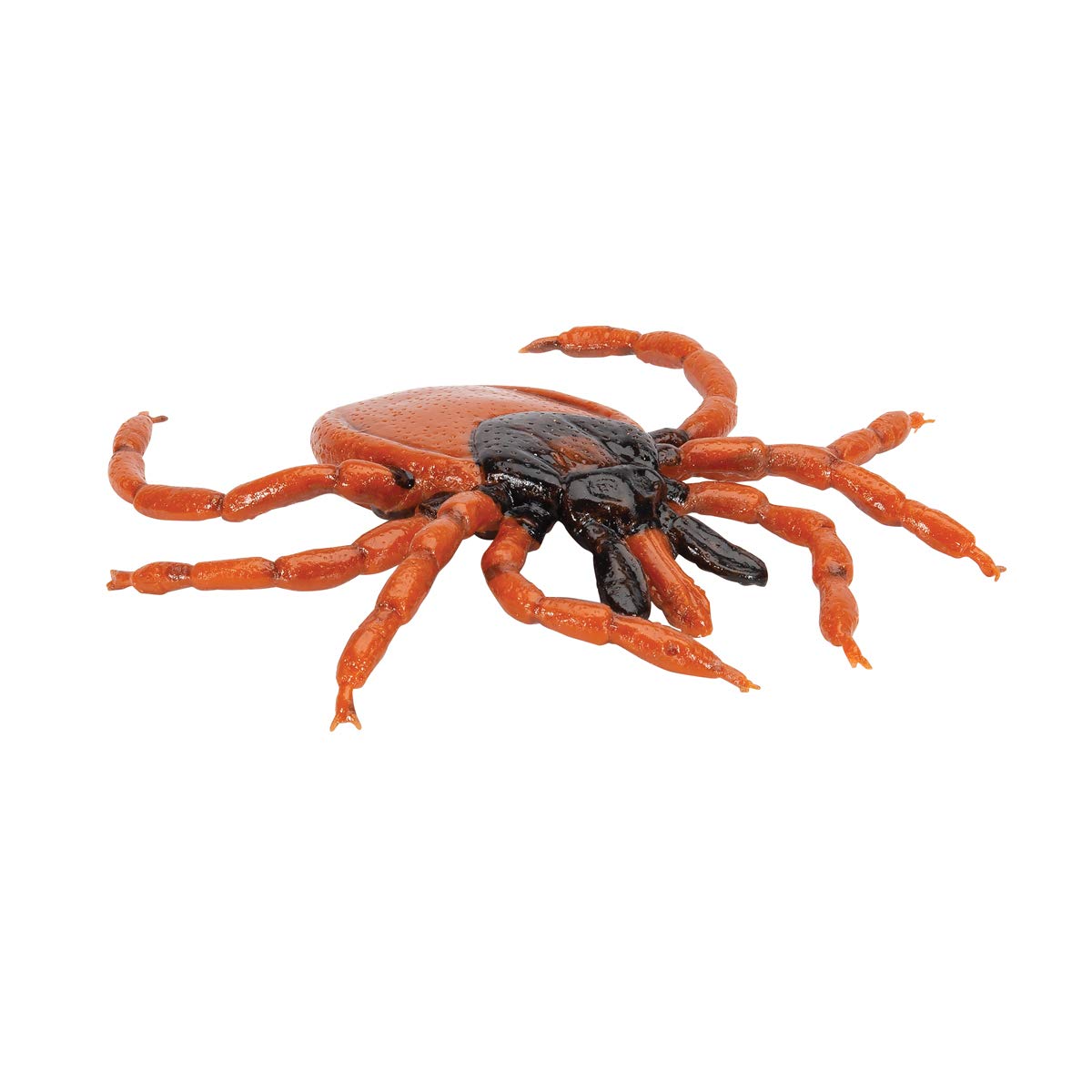 3b-scientific-gemeiner-holzbock-ixodes-ricinus-modell-biologie image 5