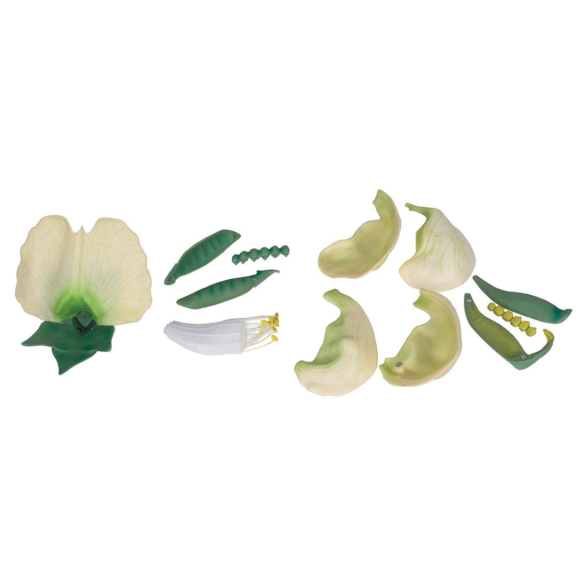 3b-scientific-biologie-erbsenbl-te-pisum-sativum-modell-8-fach-12-teilig image 2