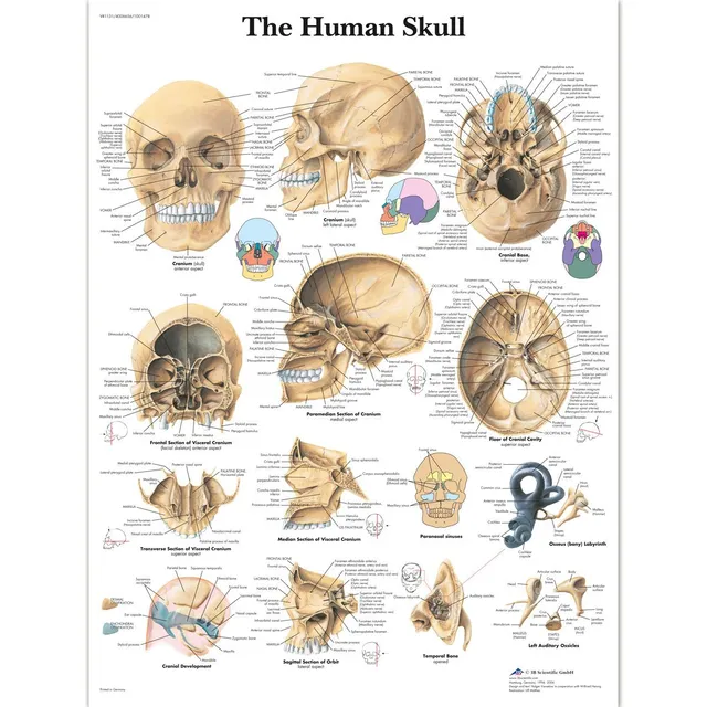 3b-scientific-menschlicher-sch-del-tafel-laminiertes-anatomieposter-50x67-cm image 1