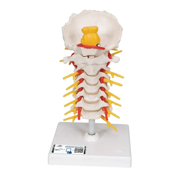 3b-scientific-halswirbels-ulenmodell-beweglich-auf-stativ-smart-anatomy-app image 1