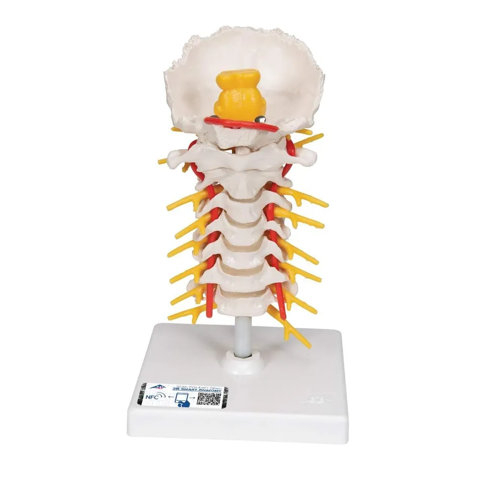 3b-scientific-halswirbels-ulenmodell-beweglich-auf-stativ-smart-anatomy-app image 1