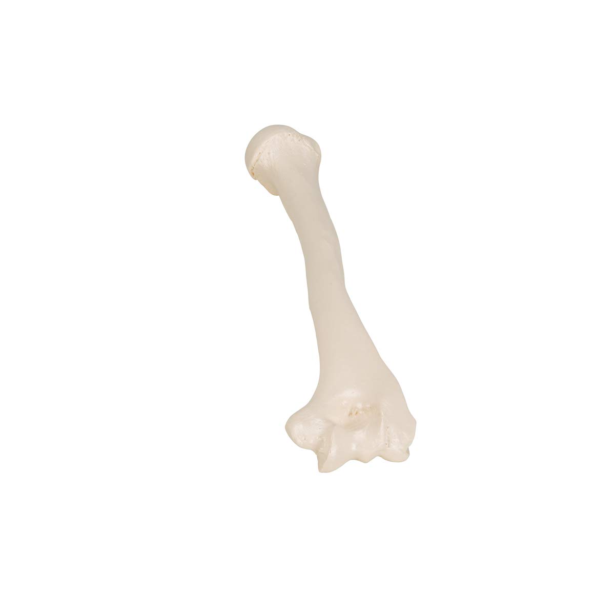 3b-scientific-humerus-modell-a45-1-oberarmknochen-in-naturgr-e-mit-smart-anatomy image 8