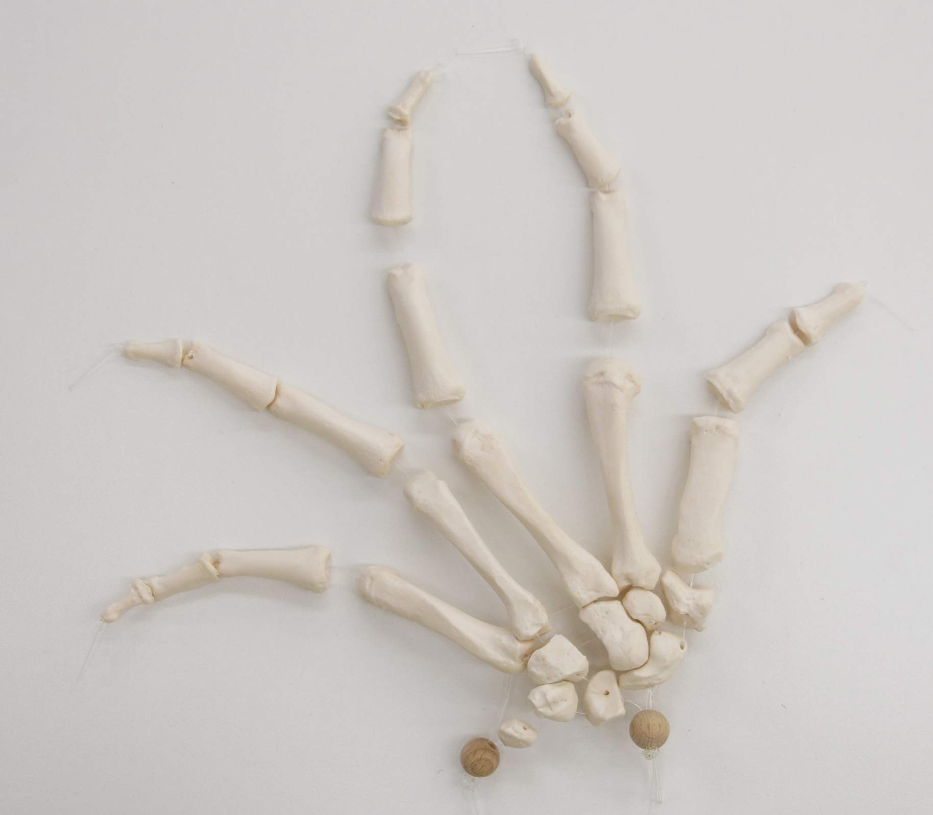 3b-scientific-a40-2-handskelett-modell-mit-3b-smart-anatomy-app image 3