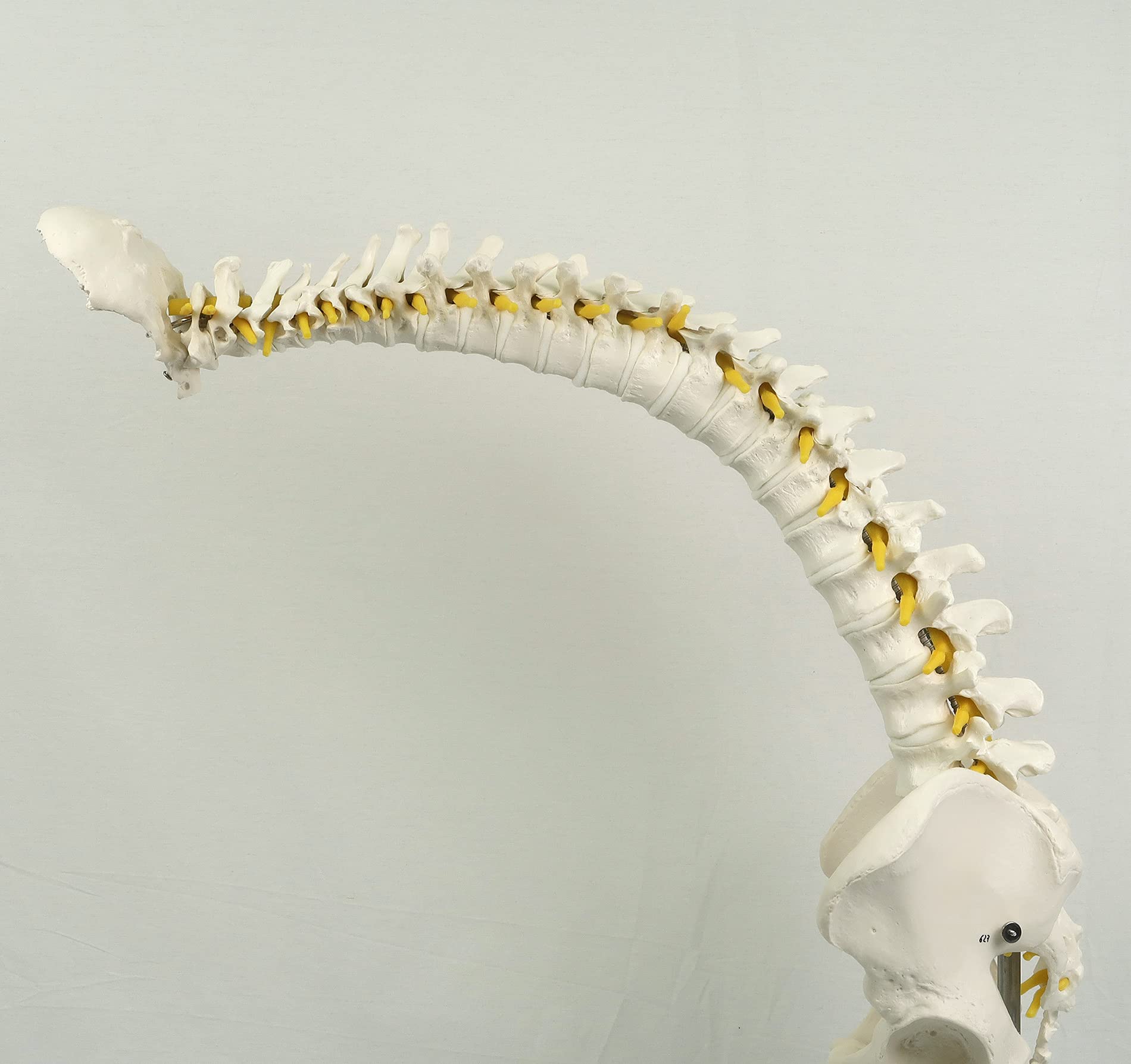 3b-scientific-flexibles-wirbels-ulenmodell-lebensgro-mit-becken-und-bandscheiben image 4