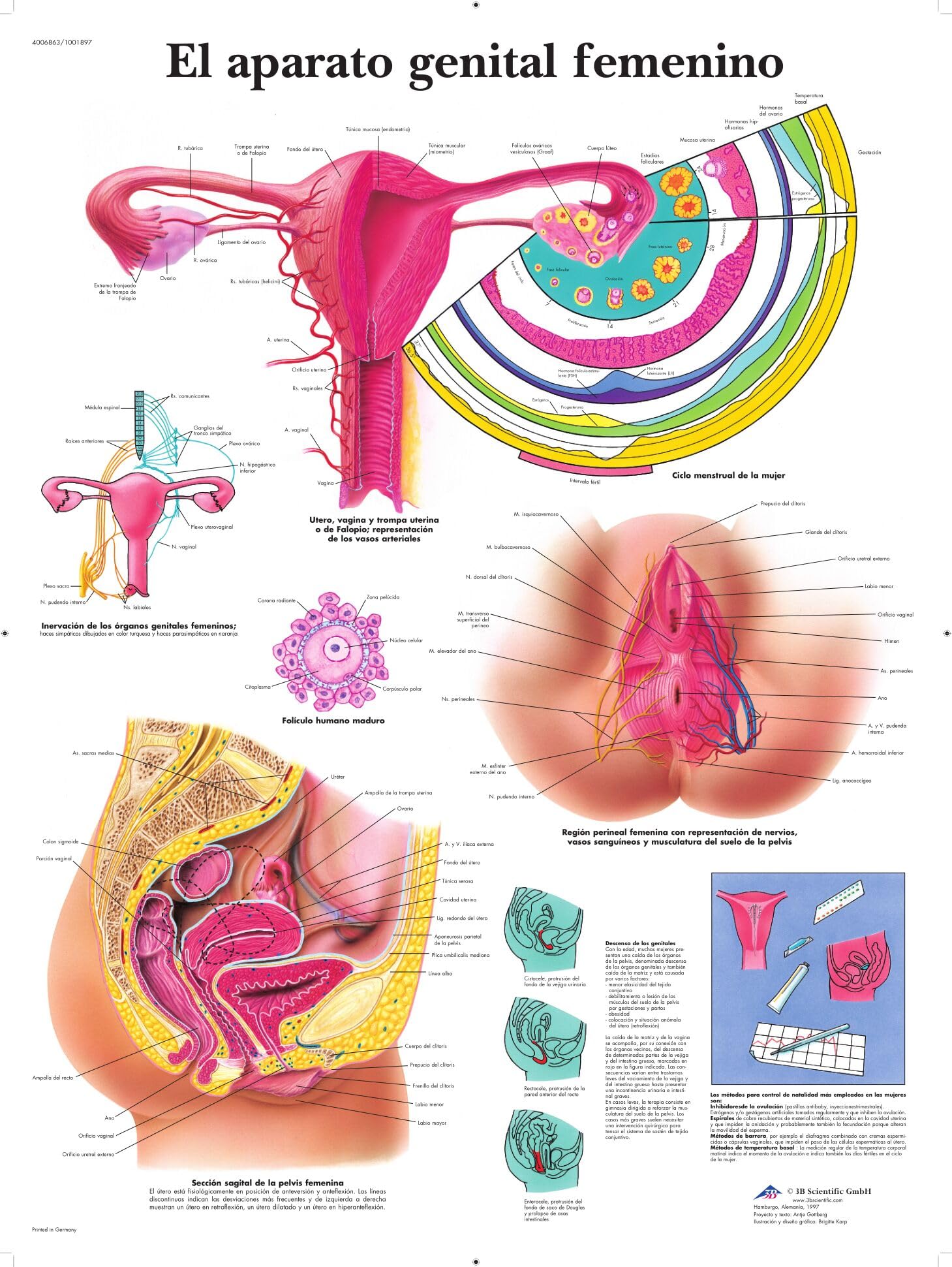 3b-scientific-lehrtafel-weibliches-geschlechtsorgan-anatomie-poster-50-x-67-cm image 2