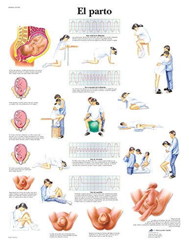 3b-scientific-geburt-lehrtafel-papier-geburt-50-x-67-cm image 4